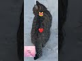 УТРЕННИЕ ДЕЛА😸В СУГРОБЕ 💦❄💦КОМФОРТНО! 😻🌬💨💓КОТЕНЬКА🐾🐾😍