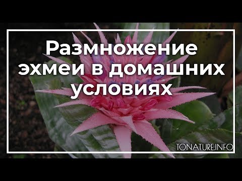 Видео: Уход за растением в урне - Информация о растении в урне Бромелия