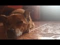 EPIC VLOG DOG (resubido)