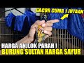 BUKAN 2,5 JUTA ! DIKIOS RUMAHAN CUCAK CUNGKOK GACOR CUMA 1 JUTAAN KICAU MANIA WAJIB TAU KIOS INI