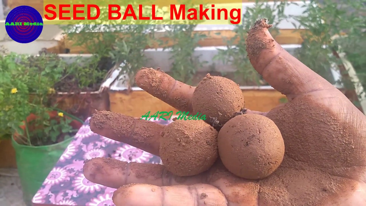 விதை பந்துகள் செய்வது எப்படி ஓர் அலசல் how to make seed balls? Why