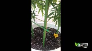 ACTUALIZACIÓN CULTIVO DE EXTERIOR DE MARIHUANA 2017 CRITICAL#47 BANCO POSITRONICS VÍDEO 1