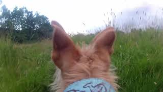 &#39;Rock Candy Gilbert&#39; - GoPro lurcher video with  Kristin Hersh - &#39;Rock Candy Brains&#39; Live