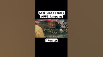 Appsi lampung sapi jumbo 1 ton up #appsi #sapijumbo #sapi #shorts #kontessapi