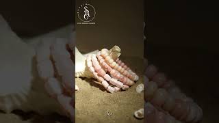 Pink Opal Bracelet  #chakrahealing #rakshabandhan2025 #energyjewelry #rakshabandhangift