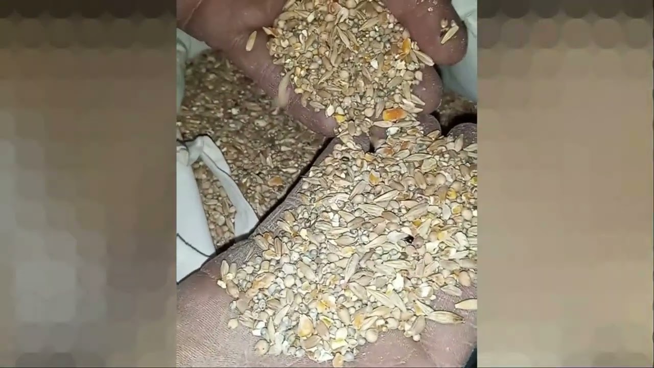 The Differences in Organic & Non Organic Eggs - Difference No 6