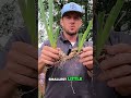 Easy Steps To Divide Irises Like A Pro Easy Steps To Divide Irises Like A Pro