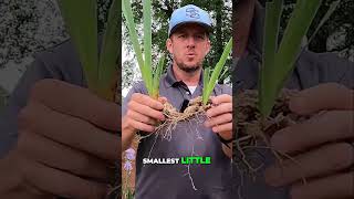 Easy Steps to Divide Irises Like a Pro