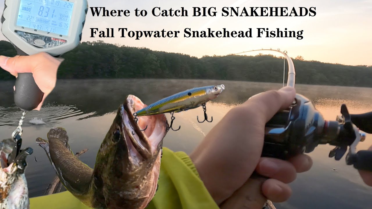 Where to Catch BIG SNAKEHEADS · Fall Topwater Snakehead Fishing 