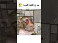 قرد مهندس دبلجة مضحكة ضحك اكسبلور السعودية My Kingo كوميديا Funny دوبلاج قرد 