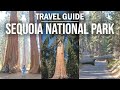 The LARGEST TREES on EARTH! | Sequoia National Park Travel Guide