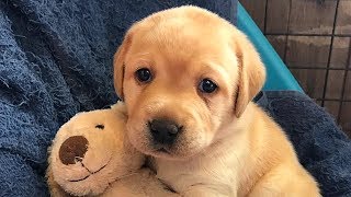 Labrador Retriever Puppies Compilation