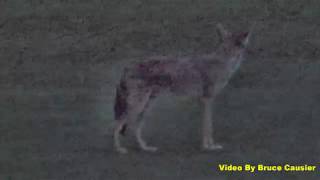 Coyote Pups Howling
