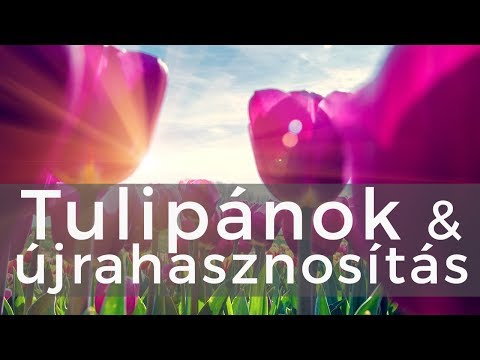 Videó: Egres ültetése A Nyílt Terepen Tavasszal: Hogyan Kell Helyesen ültetni Palántákat? Melyik Hónapban Lehet ültetni? Lépésről Lépésre Utasítások A Kiszálláshoz, Ajánlások