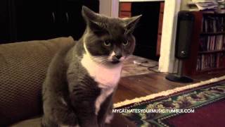 My Cat Hates Your Music - Sleaford Mods, &quot;Chubbed Up+&quot;