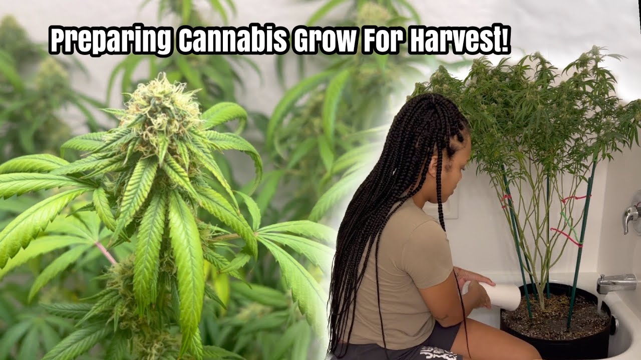 FLUSHING Cannabis: White Mintz Clones 🔥 5 Weeks Flower!