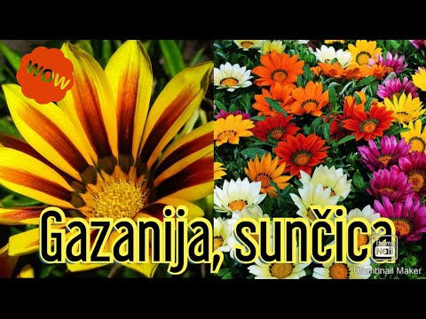 Video: Sadnja I Briga Za Gazaniju (gatsania) (25 Fotografija): Uzgoj Cvijeta Na Otvorenom Polju I Kod Kuće. Kako Saditi U Vrtu I U Loncima?