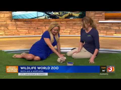 Wildlife World Zoo, Aquarium & Safari Park KTVK 07 07 2018 07 40 00