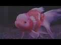 加賀屋みき - 金魚【Music Video】 Goldfish by Miki Kagaya