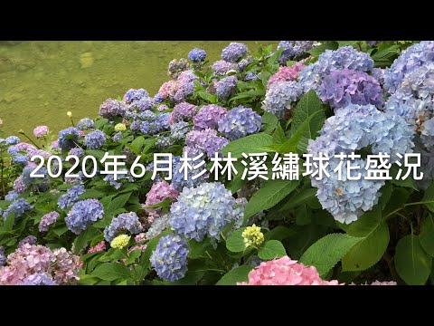 六月杉林溪繡球花 Youtube