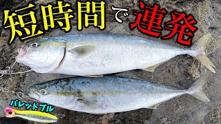 【ロックショア】マヅメ終わりの連発劇【バレットブル】