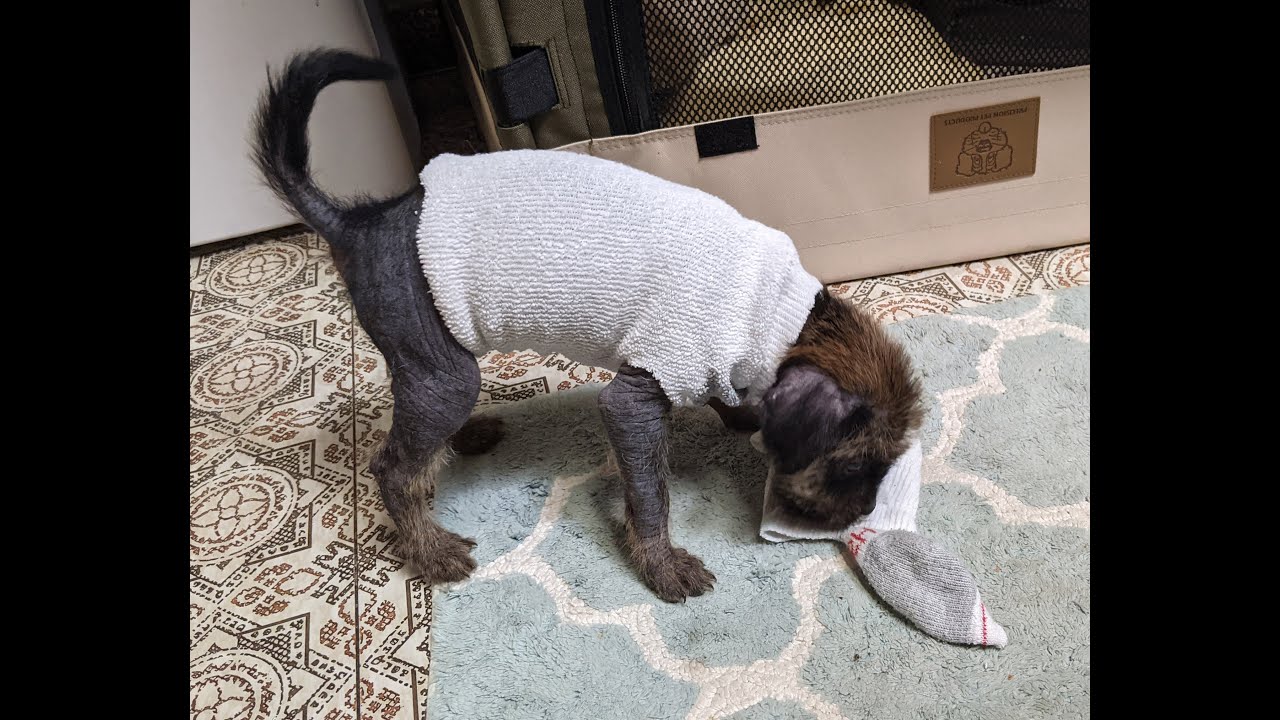 First day with my new pup. Heidi is a hairless dog from Peru