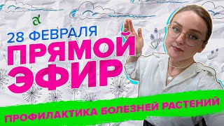 ПРЯМАЯ ТРАНСЛЯЦИЯ. ПРОФИЛАКТИКА БОЛЕЗНЕЙ РАСТЕНИЙ | 28.02.24