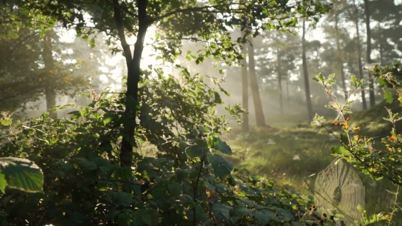 Copy right free soft melody music (Music Station)