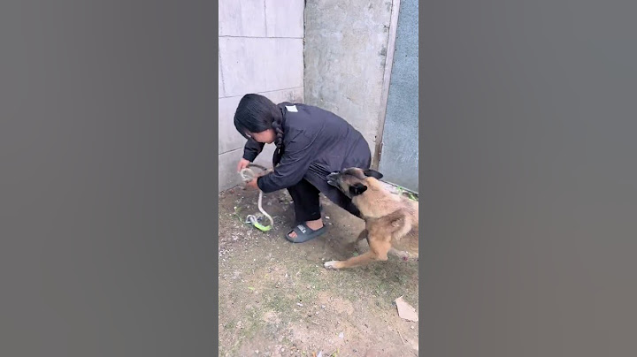 In times of danger, emergency rescue dogs are awesome!