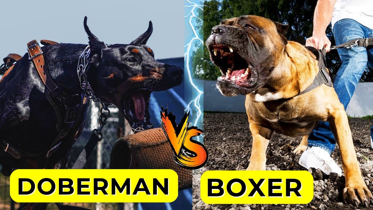 Doberman VS Boxer Who Would Win Boxer Dog VS Doberman Real Fight