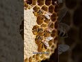 How does bees make honey??? #facts #subscribe #fypシ #fypシ #like #bees