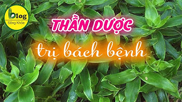 Những công dụng không ngờ của cây lược vàng mà bạn nên biết