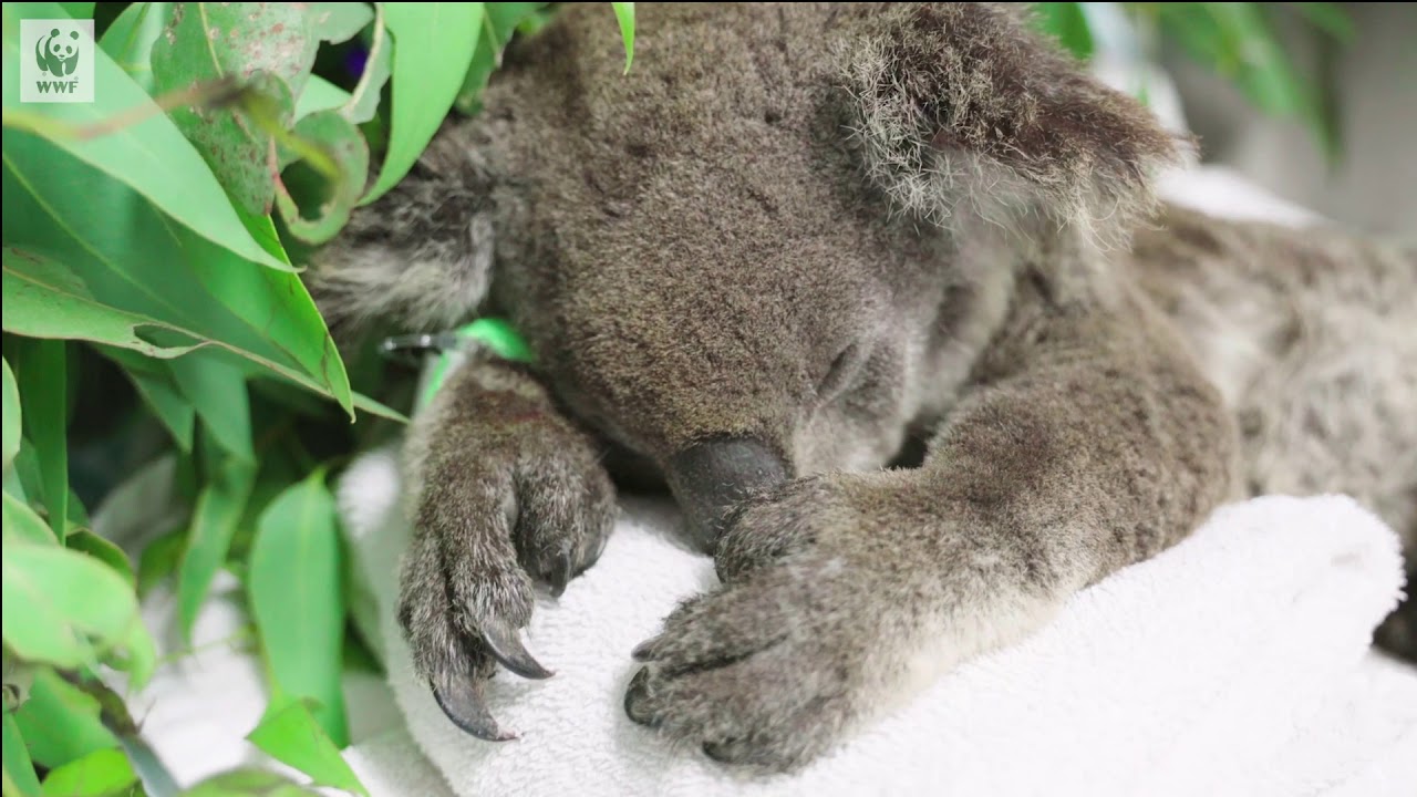 動画あり オーストラリアの森林火災へのご支援をいただき 誠にありがとうございました Wwfジャパン