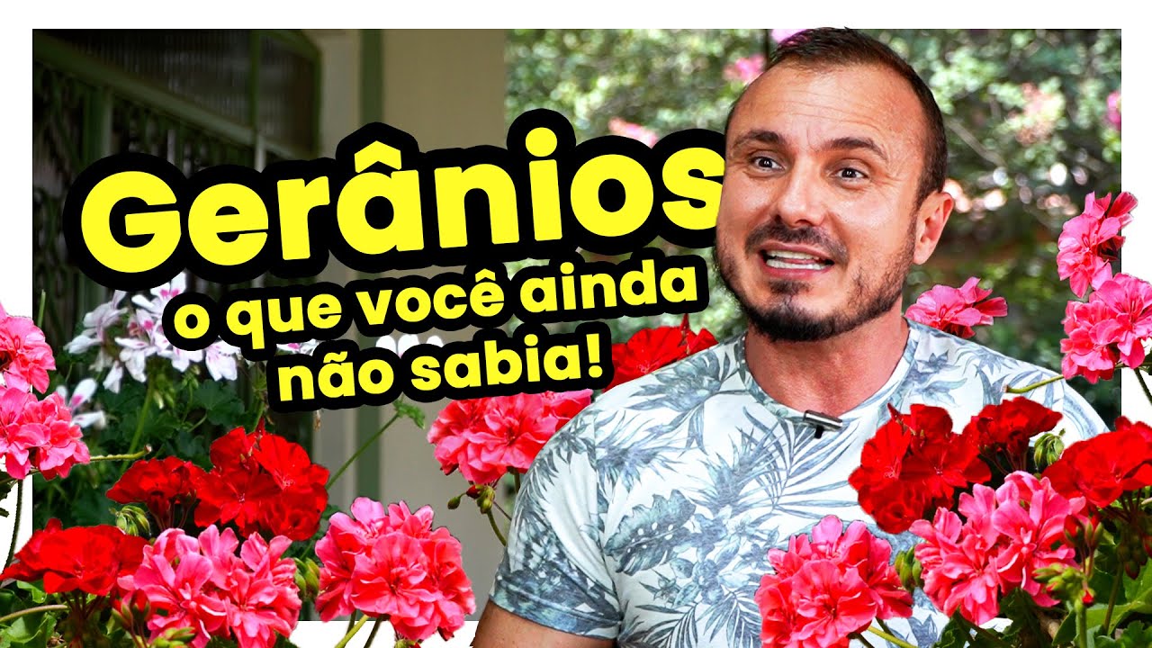 GERÂNIOS, O QUE VOCÊ AINDA NÃO SABIA! - thptnganamst.edu.vn