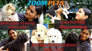 ரூ 4000 முதல் More than 15 breeds available | Toy Breed dogs | Zoom Pets,Surapet