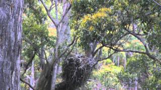 The Tasmanian Wedgetailed Eagle