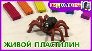 LIVING CLAY. Spider from plasticine | Modeling Video