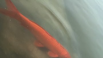 Mercurial - ft. Larxs (official video)