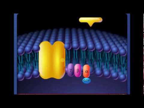 الأشارات الخلوية: مستقبلات بروتين جى على الغشاء الخلوى (الجزء الأول)