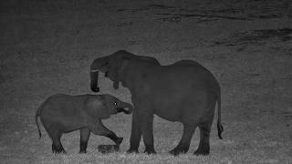 Salt Block or Balance Beam? Elephant Cant Decide