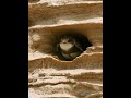 崖沙燕 Sand Martin #birds #wildlife #nature #birdingparadise #4k #animals #birdswatching #birdsounds
