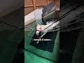 Kuda ini masuk ke dalam air #shortvideo #animals #kuda