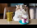 Aaron's Animals: Catfinated - When Cats Drink Coffee