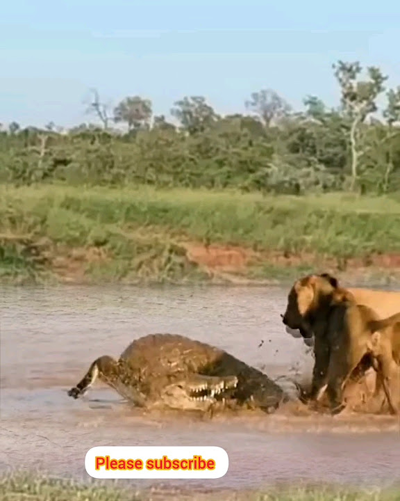 Animals fighting full documentary #Tiger vs crocodile - YouTube