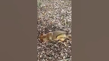 Multiple coyote snare trapping, one night, one location