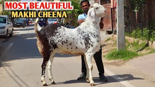 Most Beautiful Biggest Makhi Cheena Goat At Amjad Goats