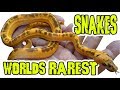 Rarest Pet Snakes In The World