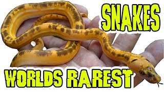 Rarest Pet Snakes In The World