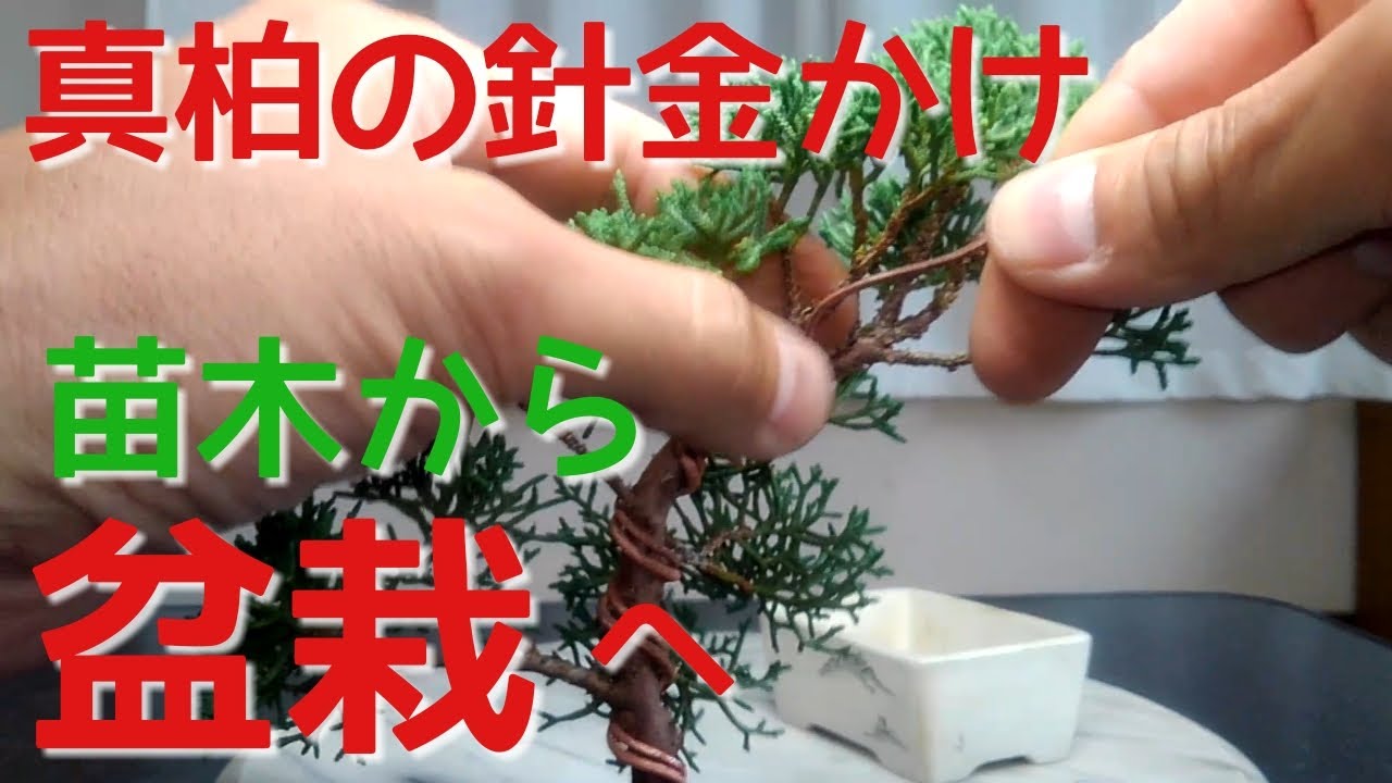 真柏の針金かけ 苗木から盆栽へ（盆栽・初心者の方向け） - YouTube