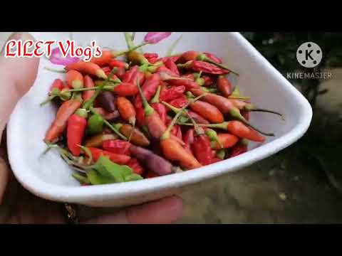 Ep.1 Province Life/Bohol#sililabuyo#viralvideo
